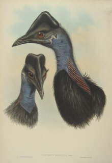 John Gould Birds of Australia